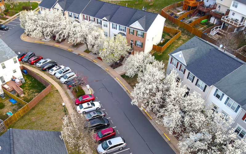 Apple trees in bloom line a sidewalk in a residential area of ​​Leesburg, Virginia.