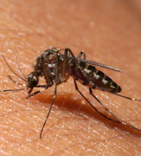 mosquitos-blog image v2