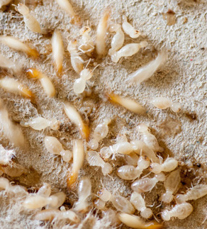 termites-blog edited