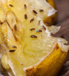 The Hidden Dangers of Fruit Flies | Alexandria Pest Services