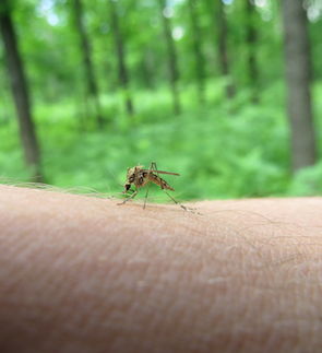 41429882 - mosquito sat on the arm and trying to suck blood.