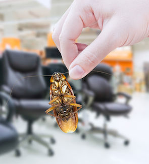 85630809 - hand holding cockroach in the shopping mall,eliminate cockroach in office equipment