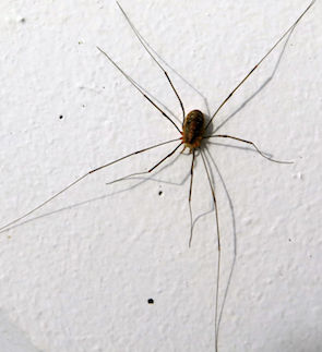 Pholcidae, commonly known as cellar spiders, are a spider family in the suborder Araneomorphae