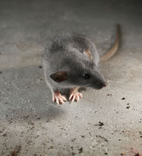 Cute little rat on gray background