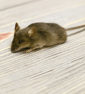 Gray mouse and piece of cheese on a gray wooden background retro
