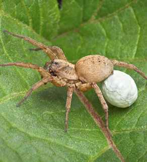 A female wolf spider is carrying an egg case under her body. When the babies hatch, they will crawl on her back.