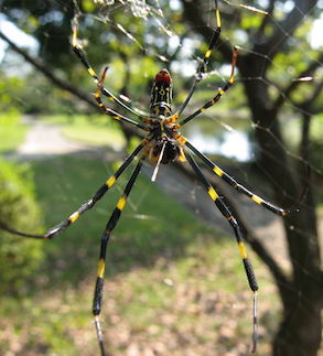Joro Spider - Trichonephila clavata