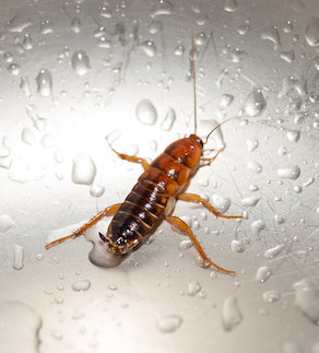 Large cockroach in a stainless steel sink against the background of a drop of water